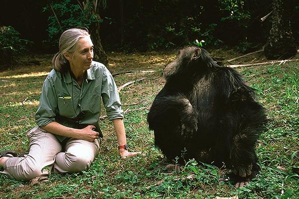 The Jane Goodall Collection