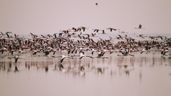 Botswana Nato Bird Sanctuary Flamingoes