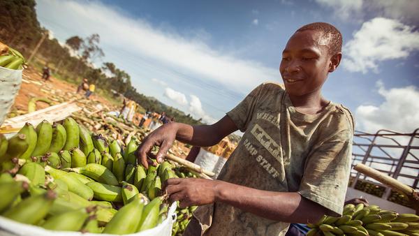 local man sorting plantains in Uganda