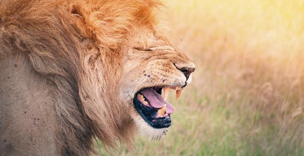 Yawning lion in the Serengeti, Tanzania