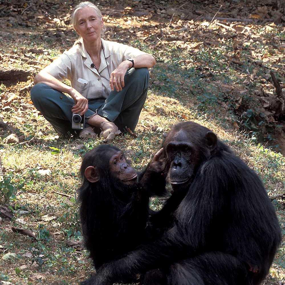 Jane Goodall with a pair of chimpanzees